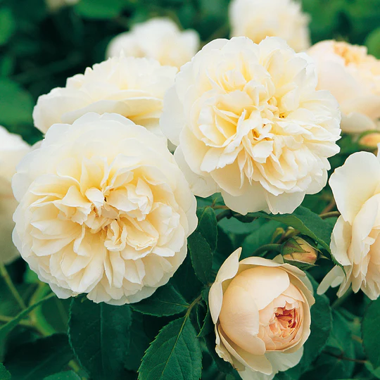 DAVID AUSTIN ROSES -  Lichfield Angel 6ltr