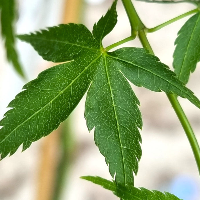 ACER 'Little Princess'