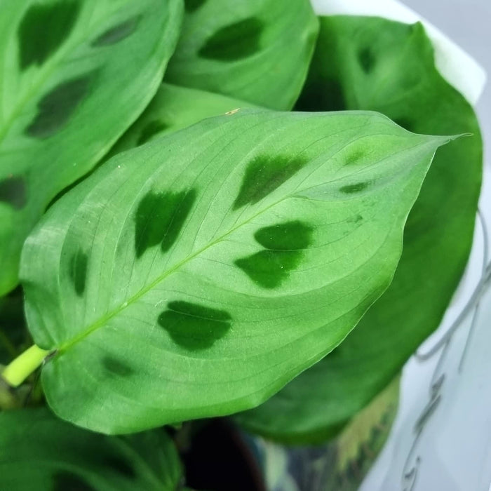 Maranta Kerchioveana