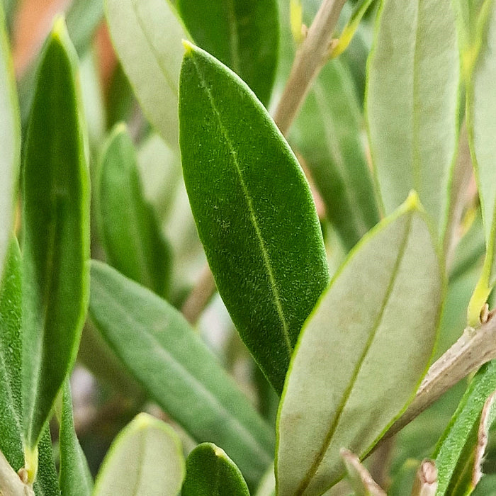 OLEA Europea STANDARD