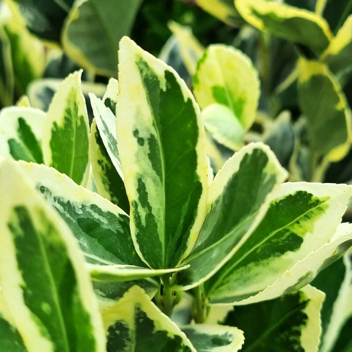 EUONYMUS japonicus 23cm