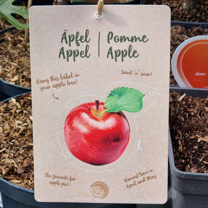 PATIO Apple Elstar - P22