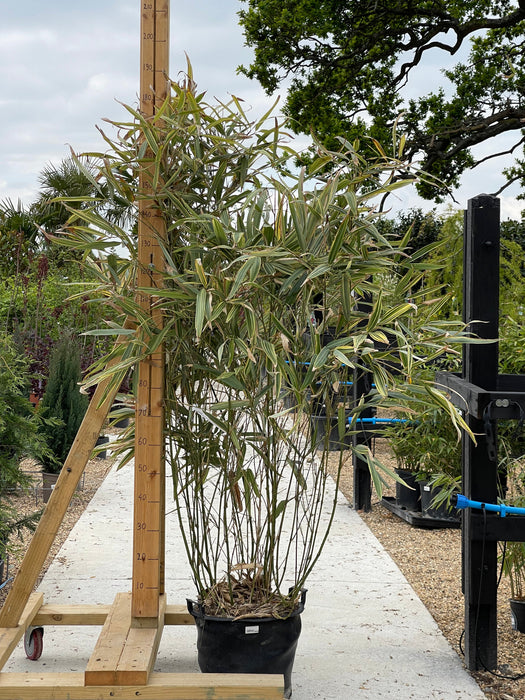 PHYLLOSTACHYS Shiroshima