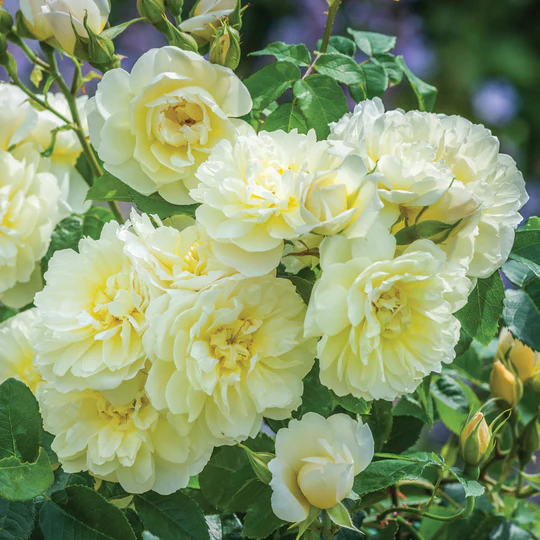 DAVID AUSTIN ROSES - Imogen