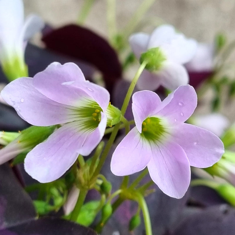 OXALIS triangularis Sunny 2ltr