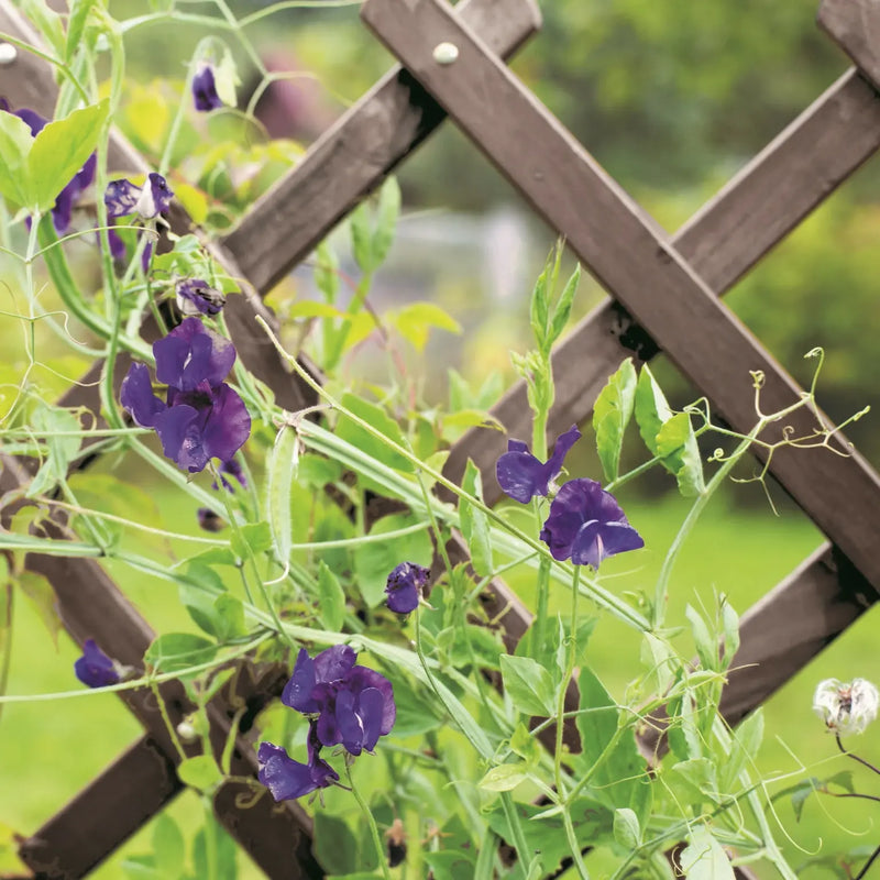 Smart Garden Heavy Duty Expanding Trellis - Slate 1.8 x 0.6m