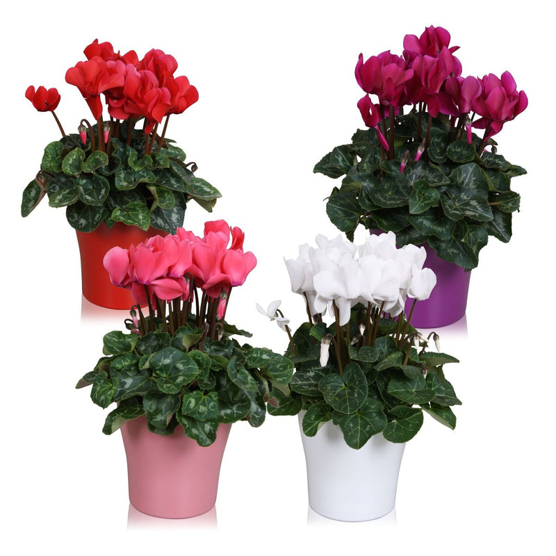 CYCLAMEN SS Allure Mixed 12cm