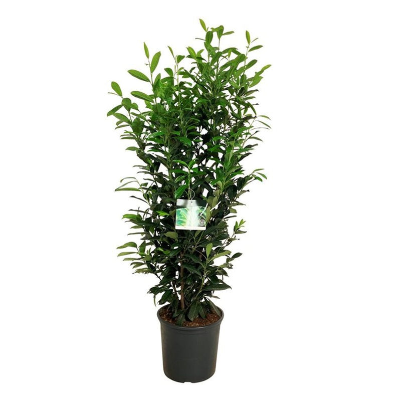 PRUNUS Elly C15