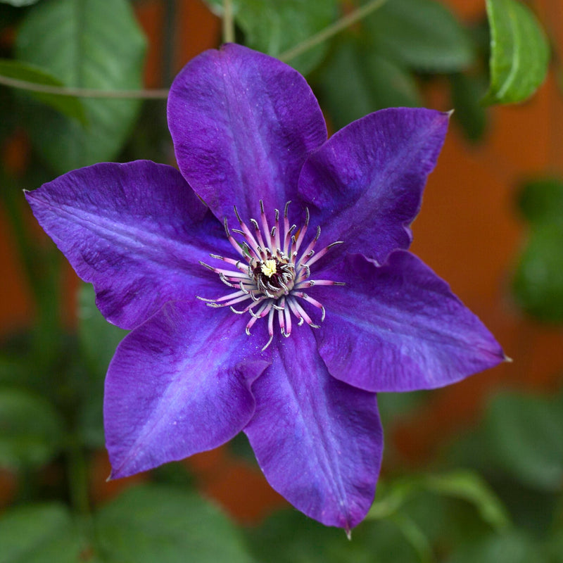 CLEMATIS The President 17cm