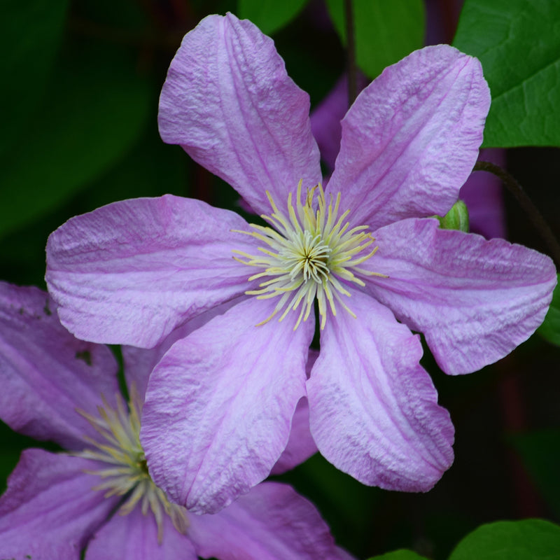 CLEMATIS Arabella 17CM