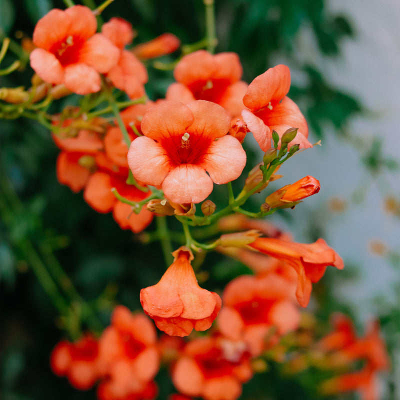 CAMPSIS radicans 17cm