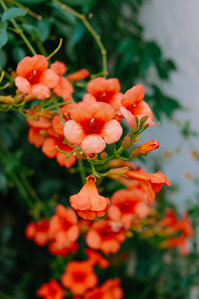CAMPSIS radicans 17cm