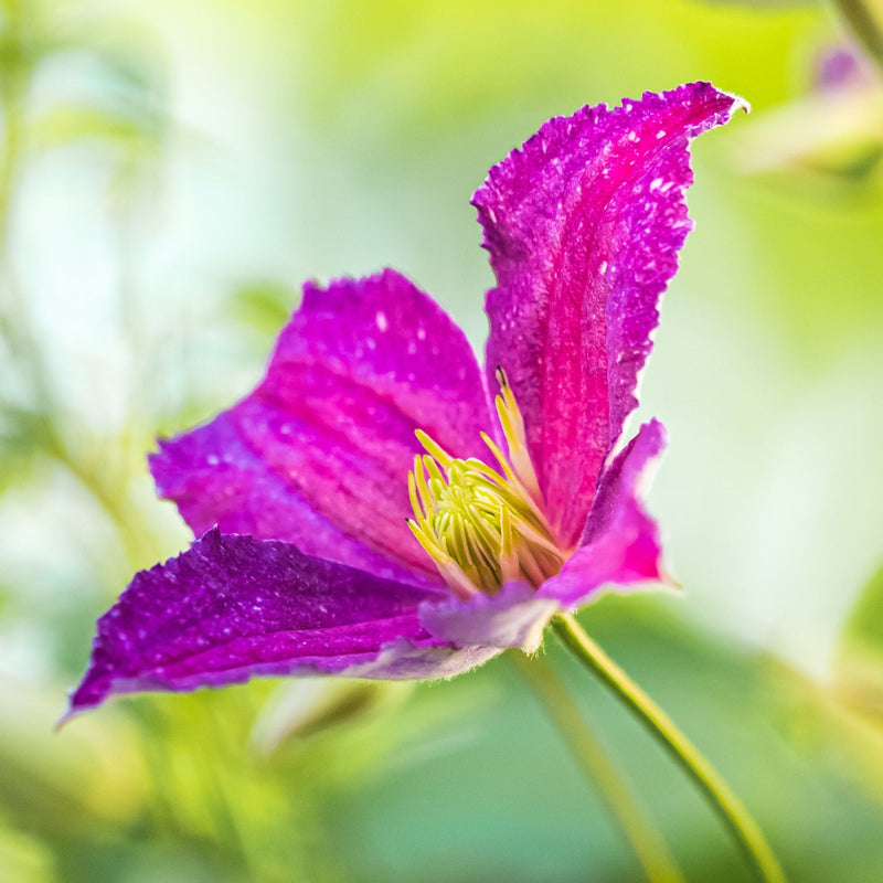 CLEMATIS 'Van Gogh' 17cm