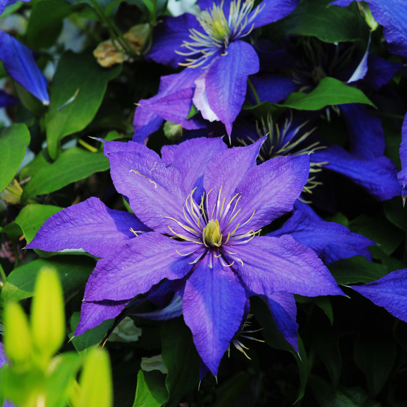 CLEMATIS Warszawska Nike P17