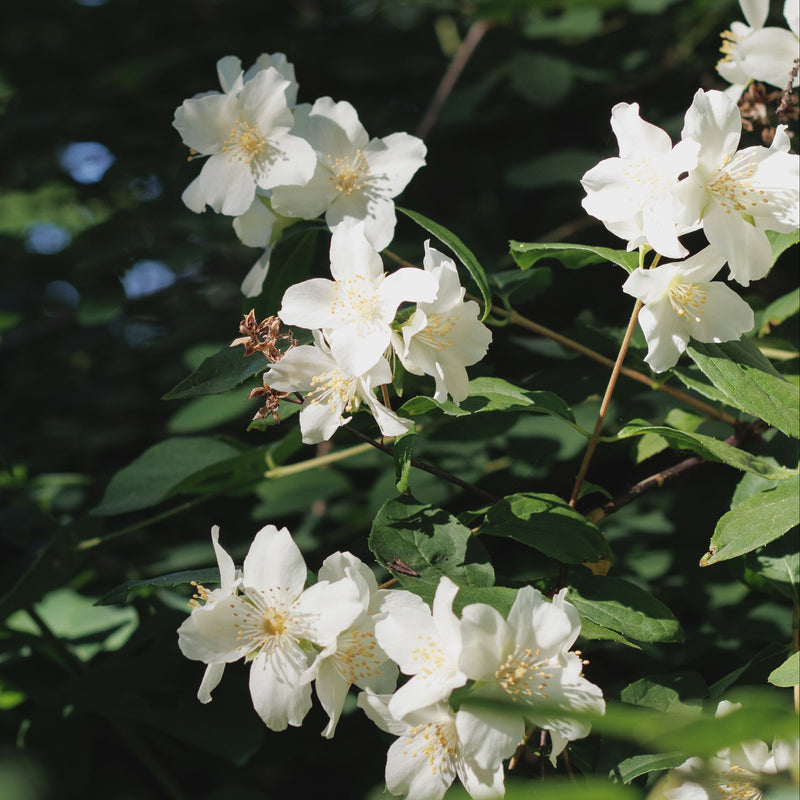 CLEMATIS montana Grandiflora 2L