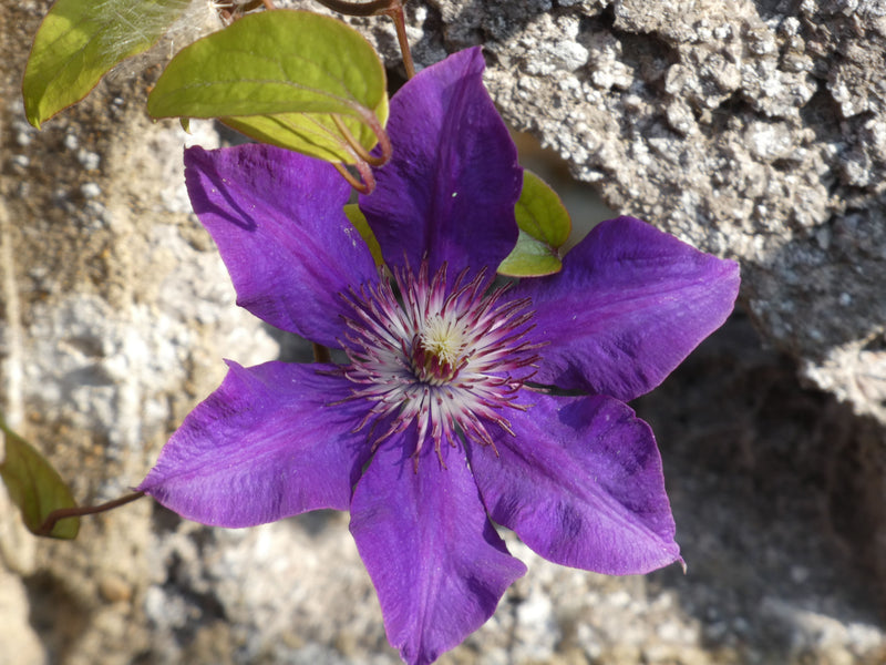 CLEMATIS Warszawska Nike P17
