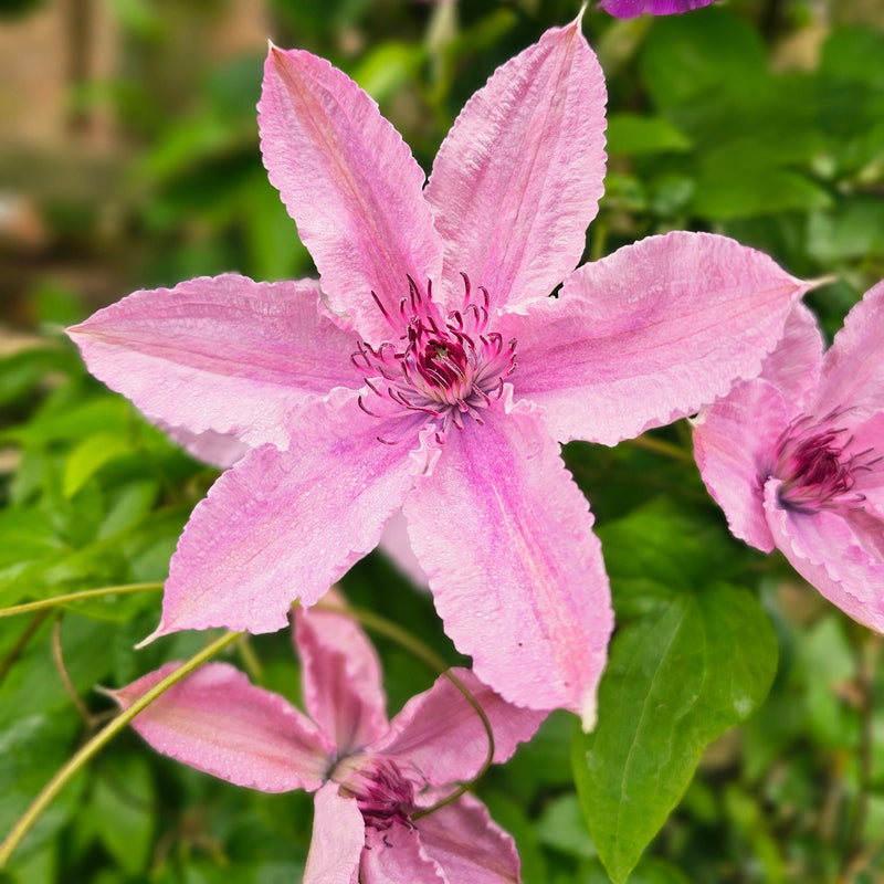CLEMATIS Hagley Hybrid P15 PLS