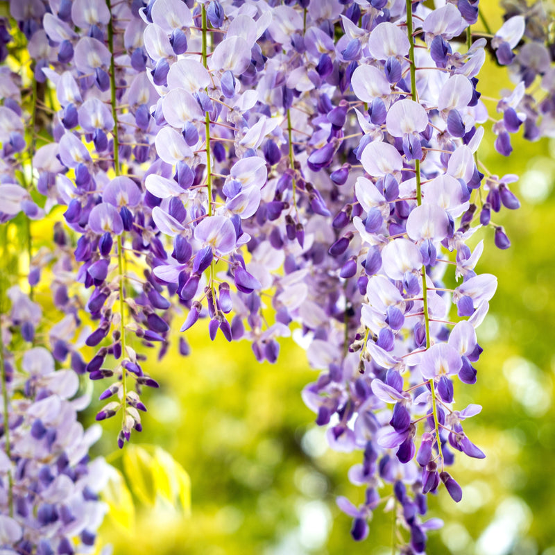 Close-up of hanging wisteria flower clusters in soft lavender and purple tones against a blurred green and yellow outdoor background.