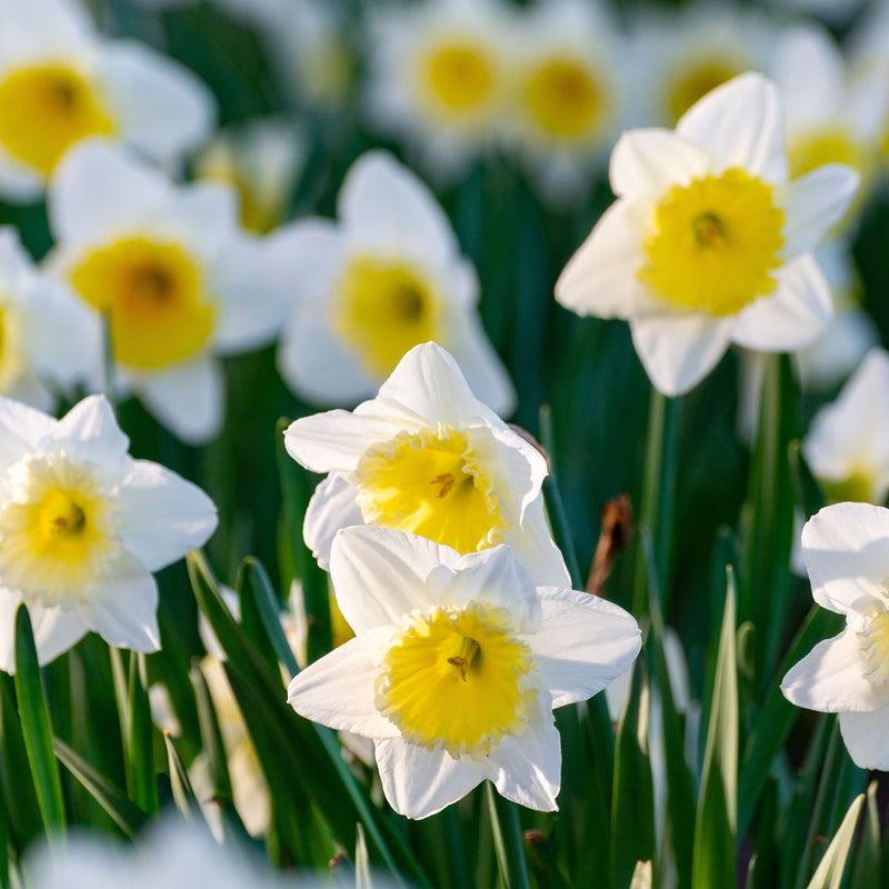 Prins Daffodil Ice Follies 3 Kg