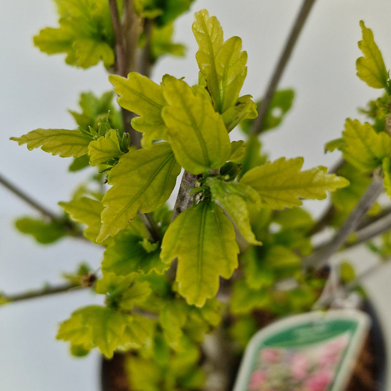 HIBISCUS syr 'Magenta Chiffon' (Rwoods5' PBR) 3l