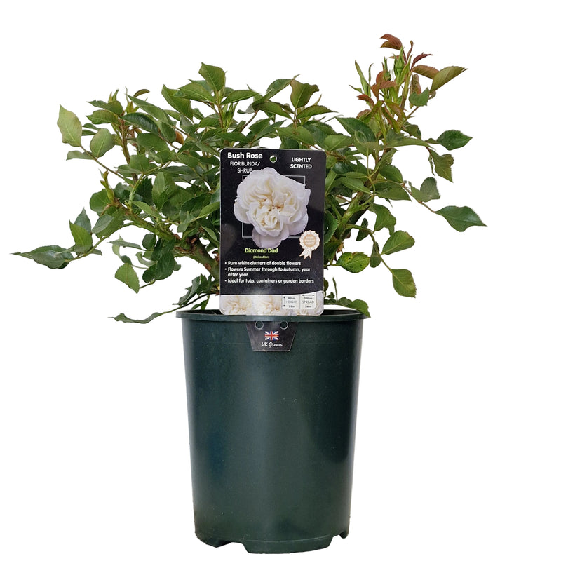 BUSH ROSE - Diamond Dad 3ltr
