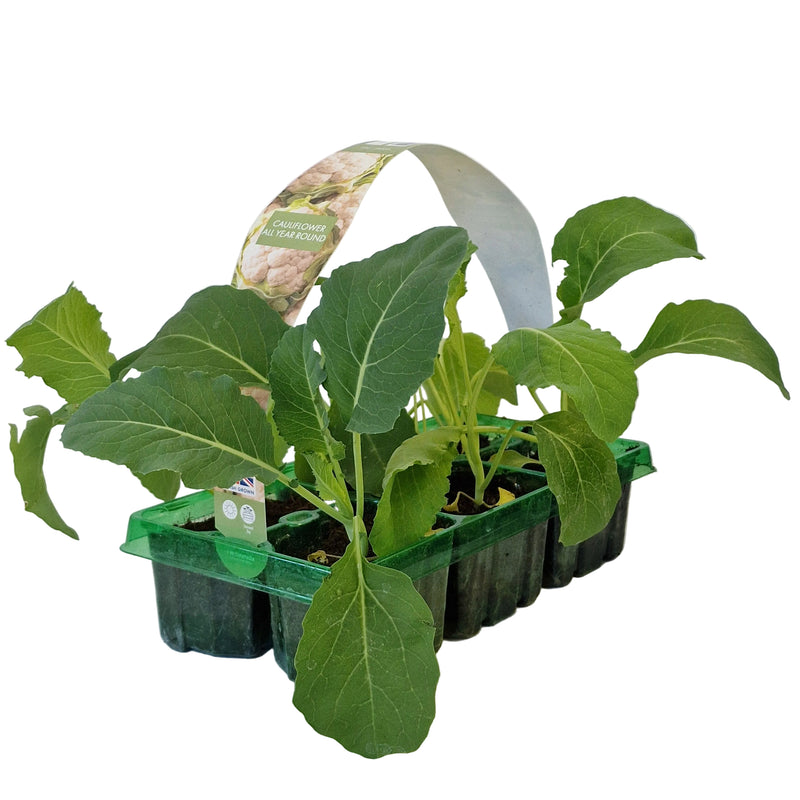CALUIFLOWER 6-Pack