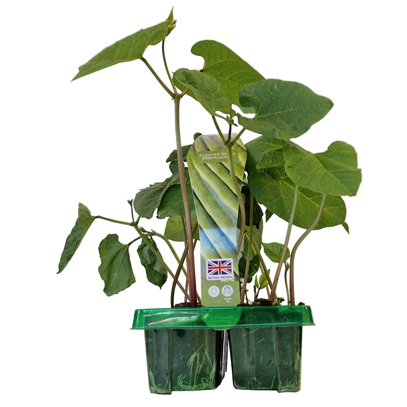 RUNNER BEAN Streamline 6-Pack