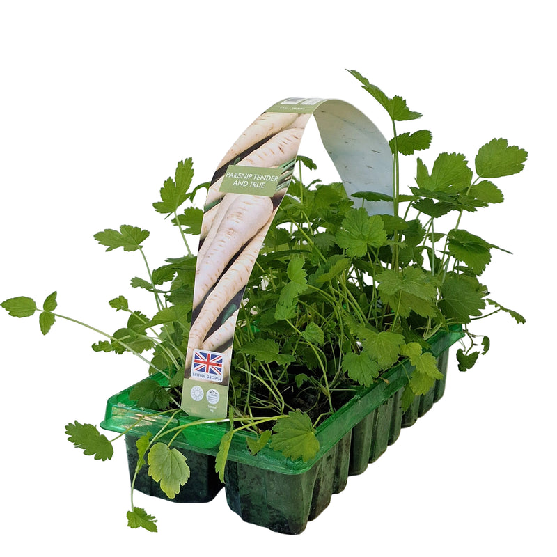 PARSNIP Tender and True 6-Pack
