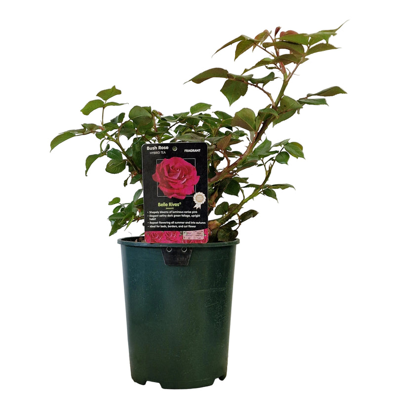 BUSH ROSE - Belle Rives 3ltr
