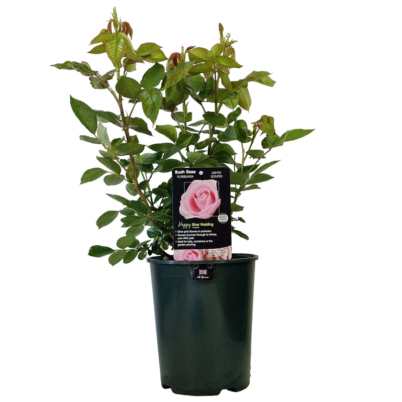 BUSH ROSE - Happy Silver Wedding 3ltr