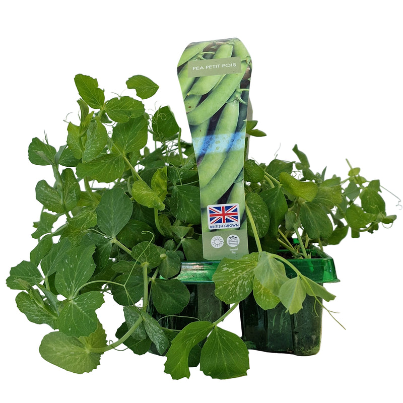 PEA Petit Pois 6-Pack