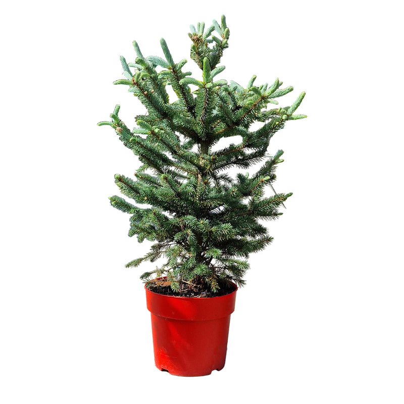 PICEA pung Super Blue 70-80 24cm