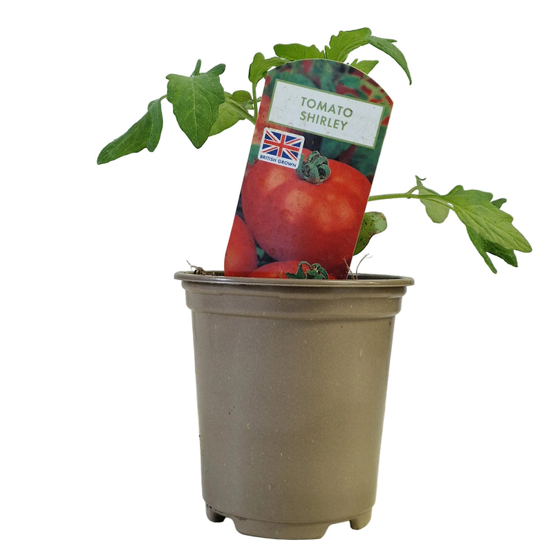 TOMATO Shirley  9cm
