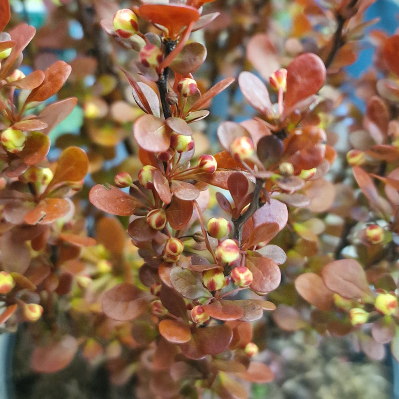 BERBERIS thunb 'Red Tower' (PBR) 3l
