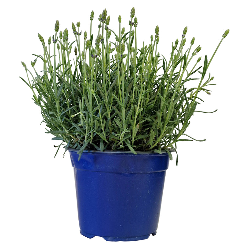 LAVANDULA Hidcote 14cm