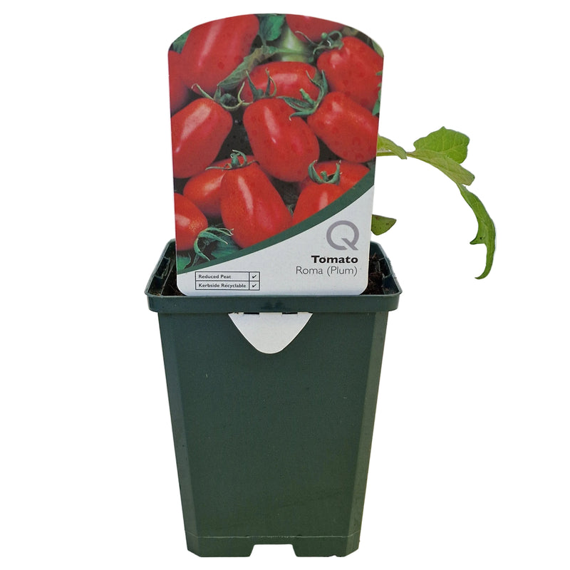 TOMATO Roma 8.5cm