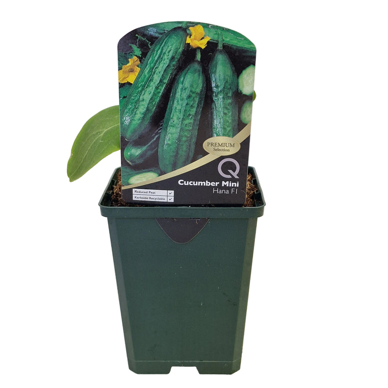 CUCUMBER Mini Hana 8.5cm