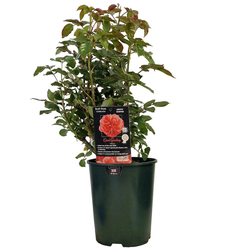 BUSH ROSE - Coral Gardens 3ltr
