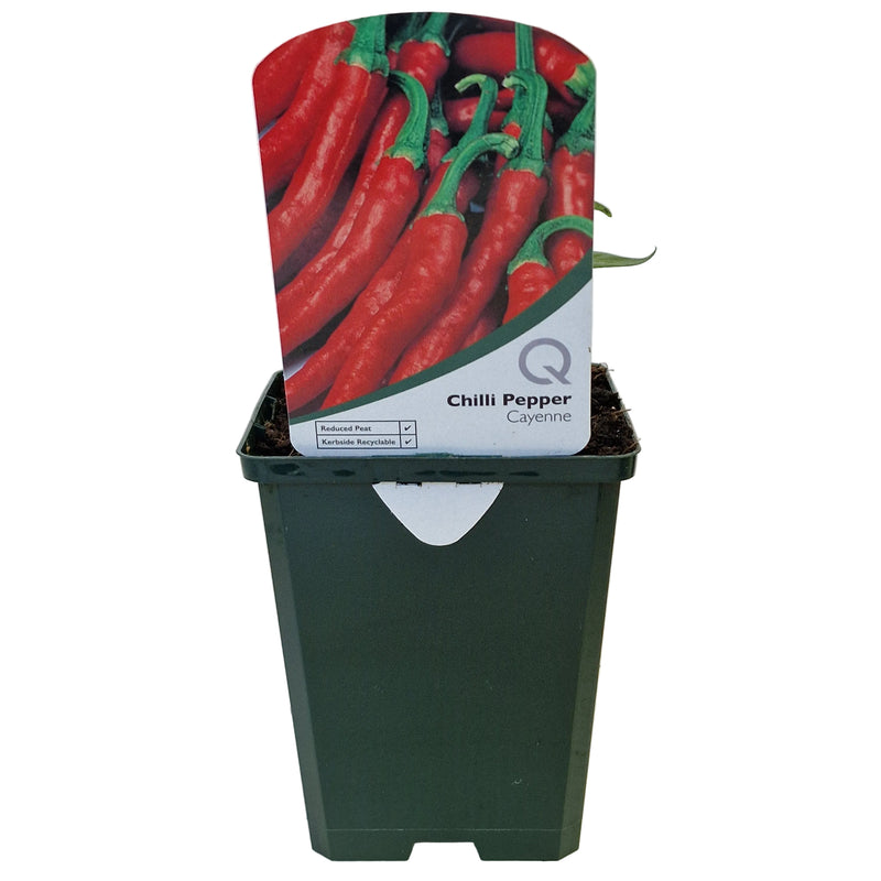 CHILLI Pepper - Cayenne 8.5cm