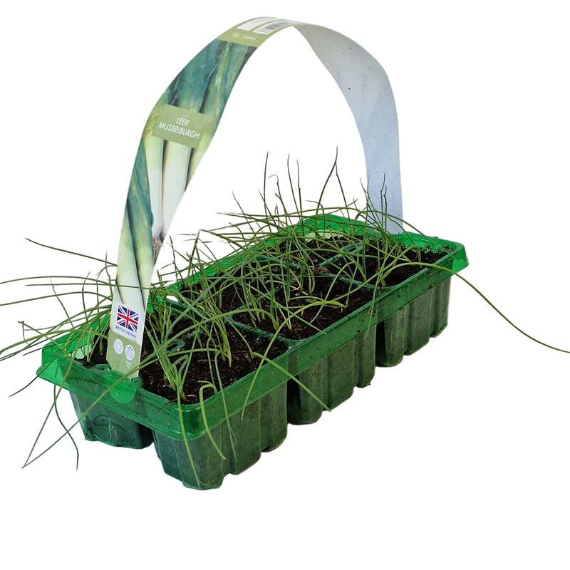 LEEK Musselburgh 6-Pack