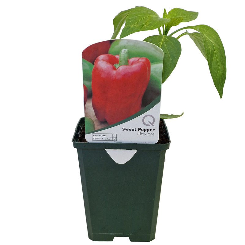 SWEET Pepper - Red 8.5cm