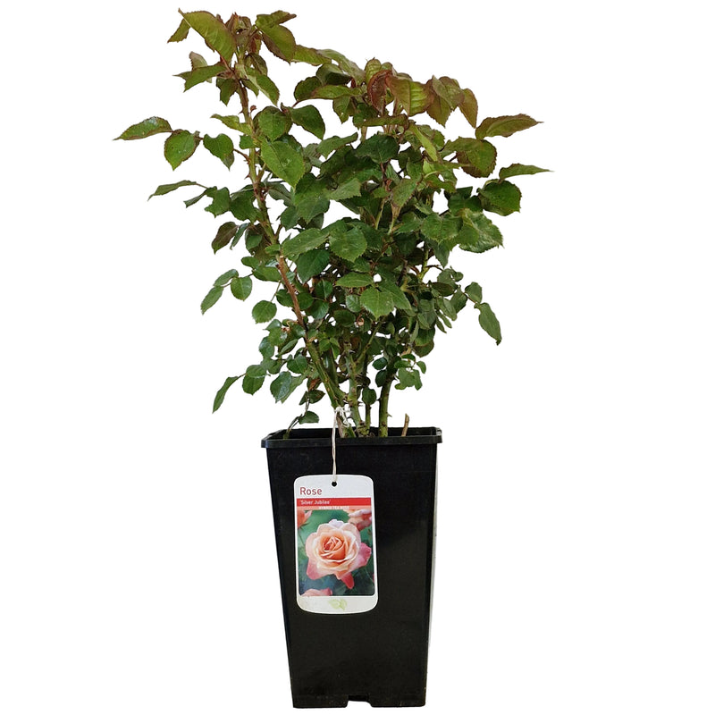ROSE Silver Jubilee - Hybrid Tea