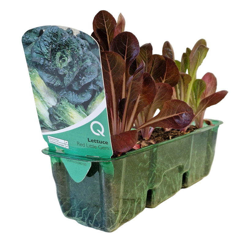 QTL Strip -  Lettuce - Red Little Gem
