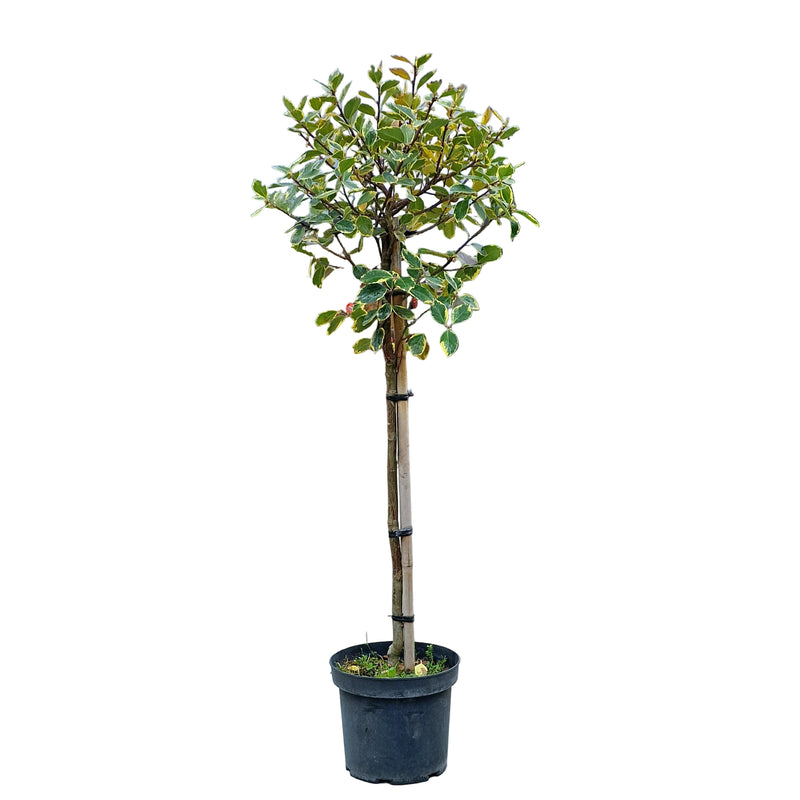 ILEX X Argentea Marginata