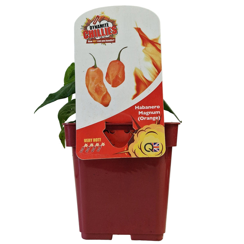 QTL Chilli Pepper Habanero Magnum 10cm