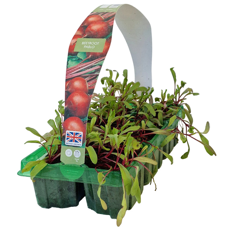 BEETROOT Pablo 6-Pack