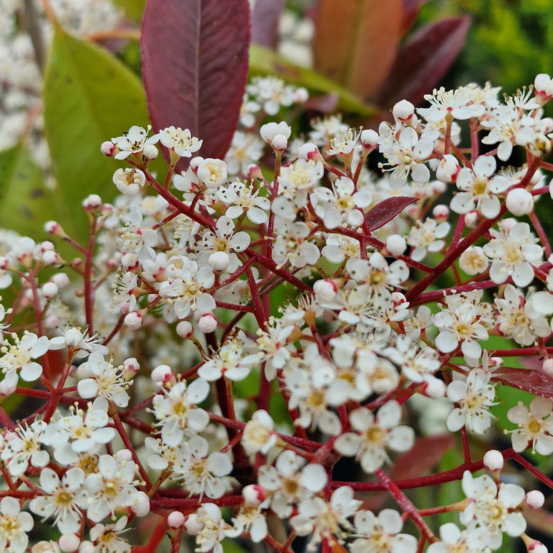 PHOTINIA x fraseri Red Robin Mini STD