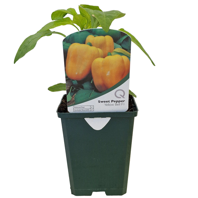SWEET Pepper - Yellow 8.5cm