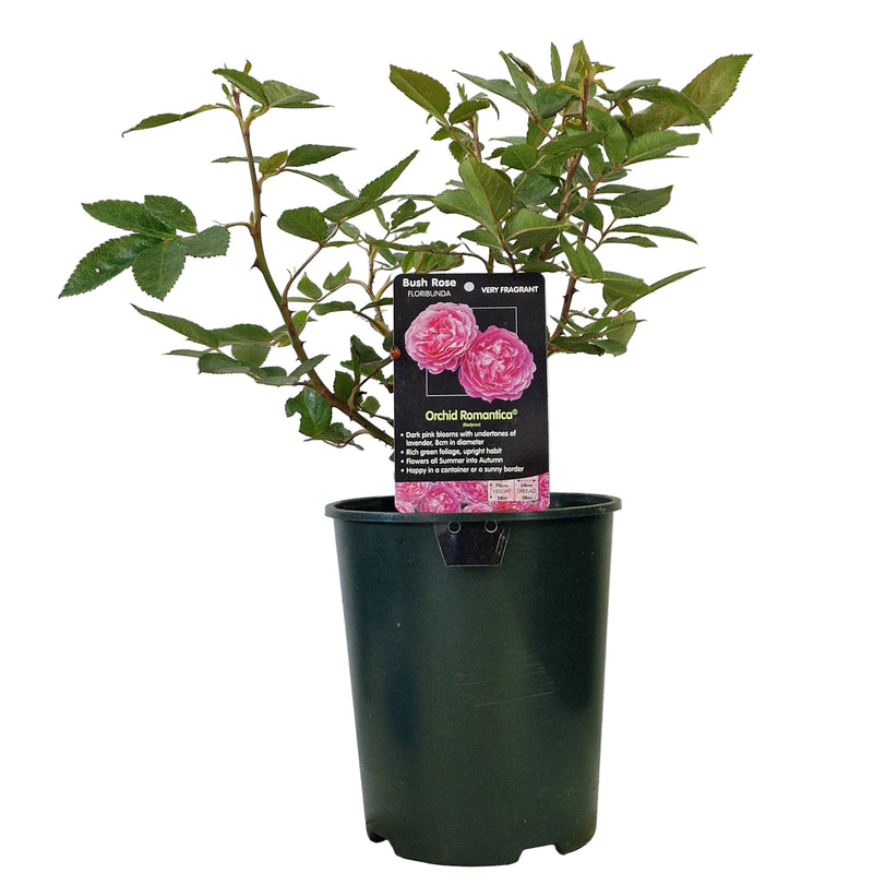 BUSH ROSE - Orchid Romantica 3ltr