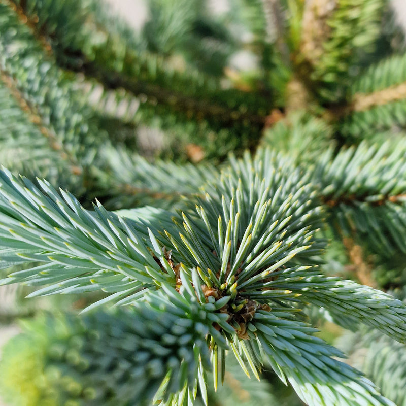 PICEA pung Super Blue 70-80 24cm